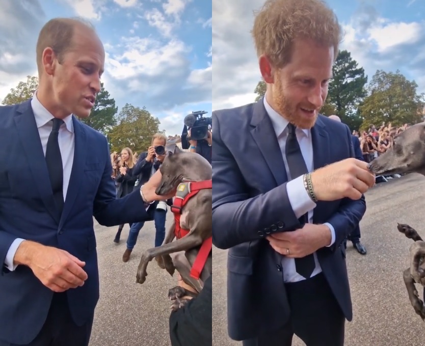 Internautas compartilham imagens dos príncipes William e Harry com o animal de estimação