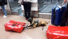 Cão da PM enlouquece e faz festa ao farejar 26 kg de cocaína escondidos em mala no aeroporto