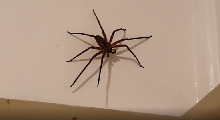 Aranha-caçadora enorme foi flagrada em banheiro por australiano após o banho