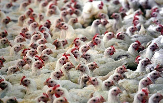 Produção de frangos para exportação, em granja brasileira. Reuters/Felix Ordonez -  8/11/2005 
