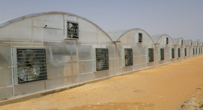 Mebiol Tecnologia japonesa permite produção de tomate no meio do deserto, como este em Dubai