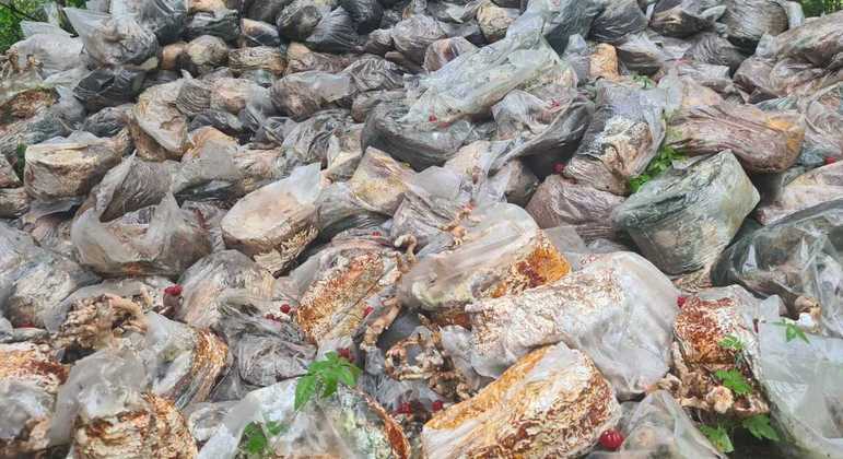 Cogumelos que apodreceram por falta de refrigeração

