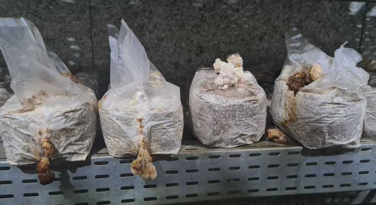Desde outubro, Yara perdeu toda a produção de cogumelos devido às quedas de energia