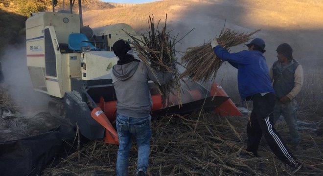 O genoma da quinoa foi mapeado e o grão já está sendo plantado em outros países