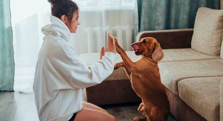 Profissionais recomendam fazer entrevista e pré-visita antes de contratar o pet sitter