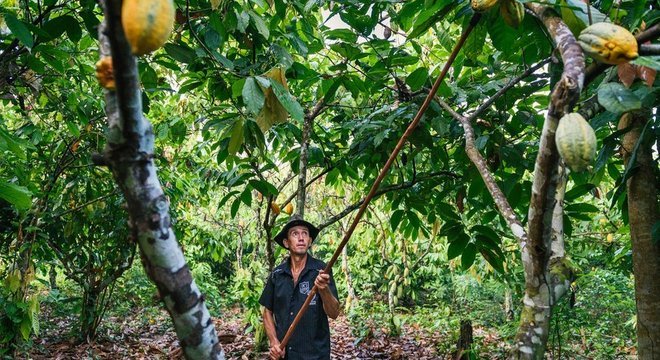 Projeto Cacau Floresta alia o cultivo de cacau com outras espécies nativas em seu sistema agroflorestal