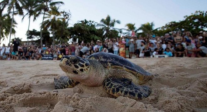 Projeto Tamar é responsável pela preservação das tartarugas no litoral brasileiro