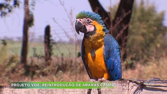 Município de Araras - Janeiro Roxo: Saúde realiza ações de