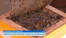 Covid-19: própolis pode reduzir tempo de internação  