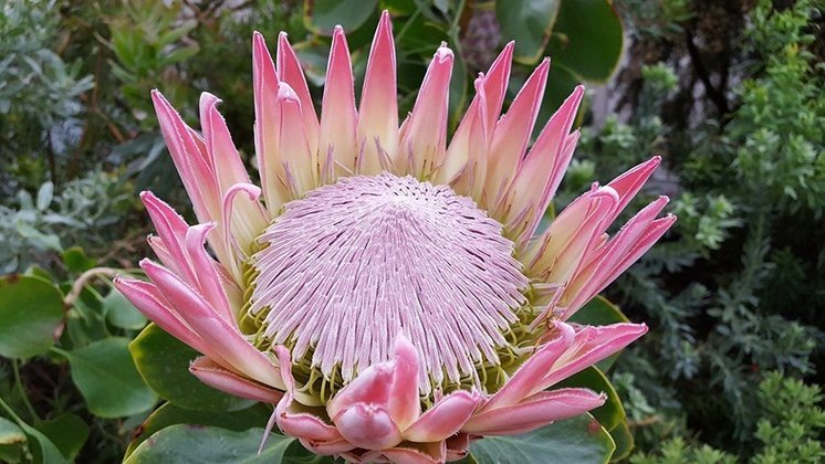 Protea - Uma das flores mais belas e antigas do mundo. Proveniente da África do Sul, seu nome deriva de Proteus, divindade grega com poder da metamorfose. A flor Protea tem capacidade de se transformar e se adaptar a ambientes inóspitos.