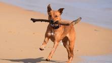 Pets precisam usar protetor solar? Veterinária explica onde e quando aplicar
