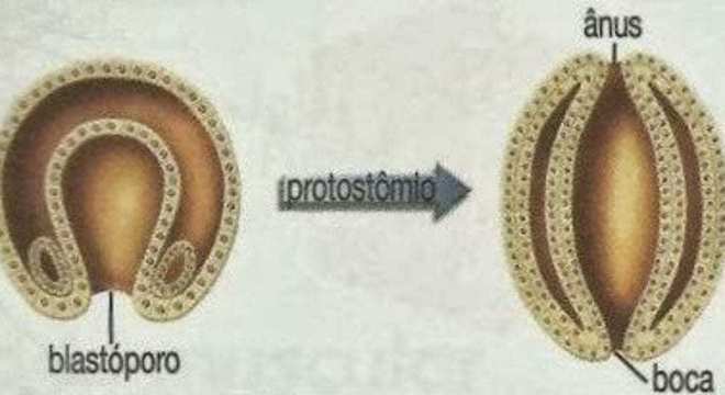 Protostomados - O que são, desenvolvimento e principais características