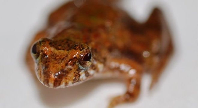 Microssapinhos ajudam a controlar populações de insetos e servem de alimento para muitos animais maiores