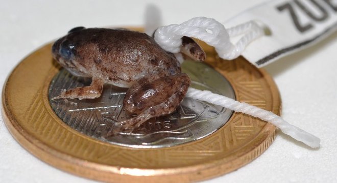 Pseudopaludicola florencei, recém-descoberta na Chapada Diamantina, cabe dentro de uma moeda de R$ 1