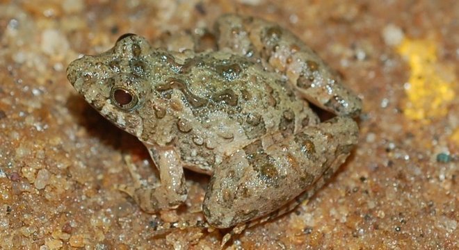 Pseudopaludicola murundu encontrada em Poços de Caldas (MG); estudos avançaram graças ao maior interesse dos pesquisadores e ao barateamento da tecnologia de análise