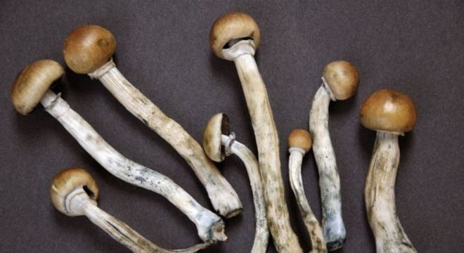 A psilocibina é um composto presente em cogumelos alucinógenos