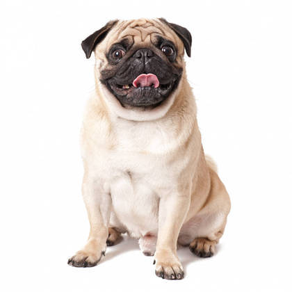 5. Pug: é uma raça de cão de companhia de pequeno porte, com focinho achatado e cauda enrolada. Por conta do formato do focinho seu sistema respiratório superior é comprimido, portanto, não toleram muito exercício físico.Ainda de acordo com Cherobim, a sugestão de cães adultos para os mais idosos se dá pela relação em conhecer o animal e ele ao tutor para juntos se adaptarem ao ritmo e a personalidade