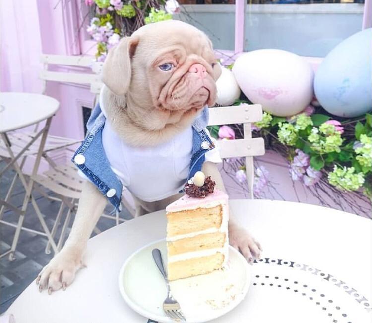 Conheça Milkshake, o pug albino que tem pelo rosa e olhos azuis - Fotos ...