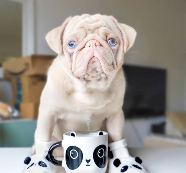 Conheça Milkshake, o pug albino que tem pelo rosa e olhos azuis - Fotos ...