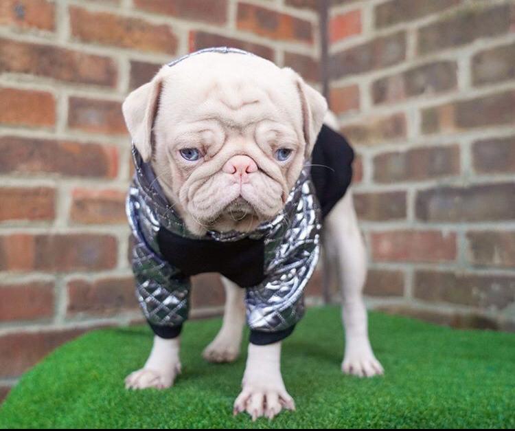 Conheça Milkshake, o pug albino que tem pelo rosa e olhos azuis - Fotos ...