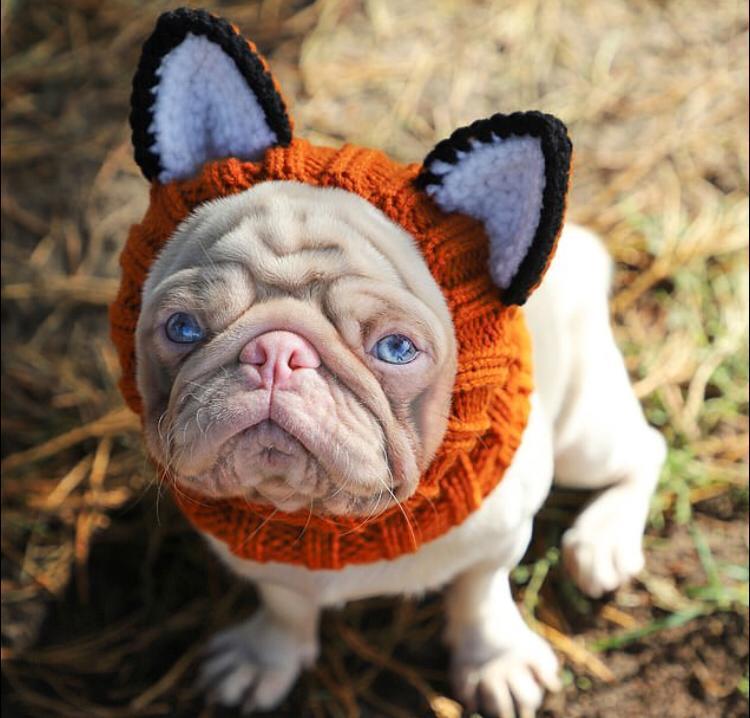Conheça Milkshake, o pug albino que tem pelo rosa e olhos azuis - Fotos ...