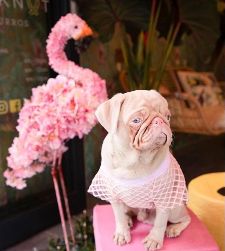 Conheça Milkshake, o pug albino que tem pelo rosa e olhos azuis - Fotos ...