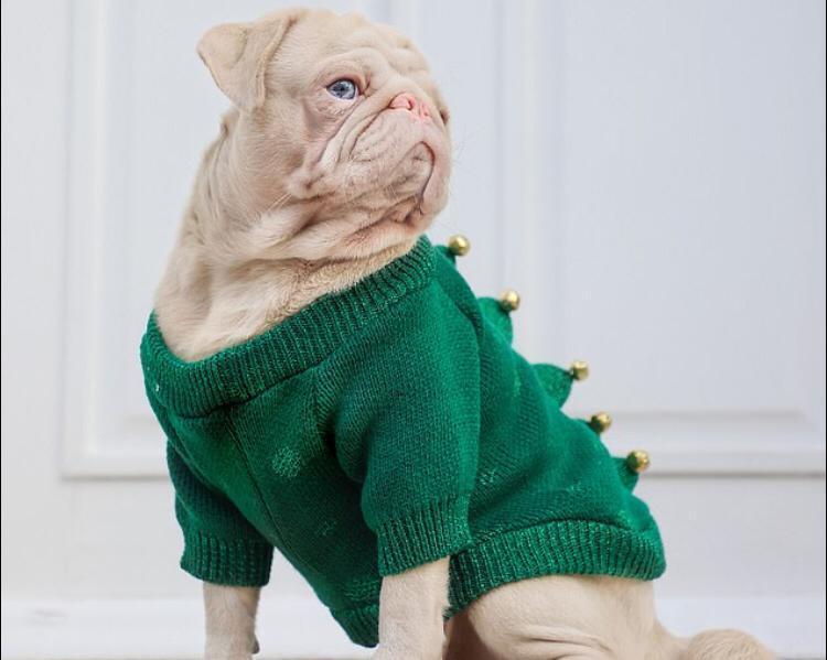 Conheça Milkshake, o pug albino que tem pelo rosa e olhos azuis - Fotos ...