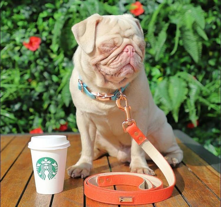 Conheça Milkshake, o pug albino que tem pelo rosa e olhos azuis - Fotos ...