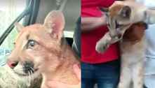 Filhote de puma é resgatado de cativeiro ilegal no Rio; ele seria vendido por R$ 20 mil
