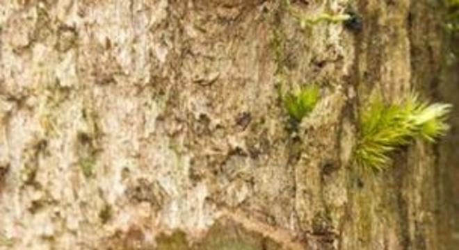 Espécie teria evoluído durante milhões de anos