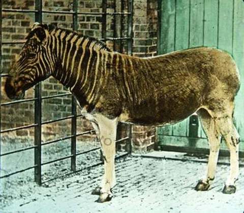 Quagga: Era uma subespécie de zebra-da-planície que habitava o sul da África. A quagga foi extinta no século 19 por conta da  destruição do seu habitat.