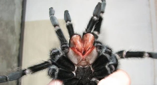 Quais são as aranhas mais venenosas do Brasil [Top 5]