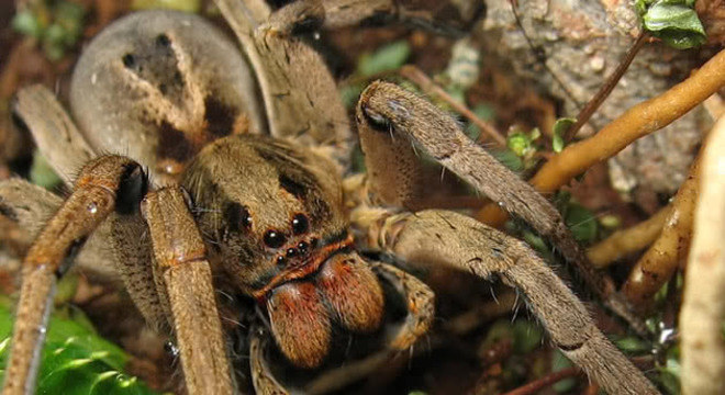Quais são as aranhas mais venenosas do Brasil [Top 5]