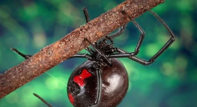 Quais são as aranhas mais venenosas do Brasil [Top 5]
