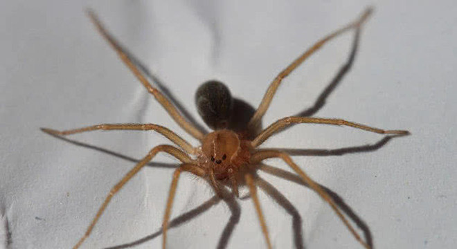 Quais são as aranhas mais venenosas do Brasil [Top 5]