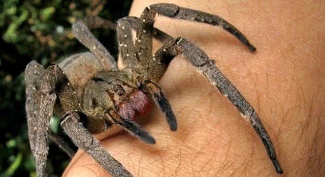 Quais são as aranhas mais venenosas do Brasil [Top 5]