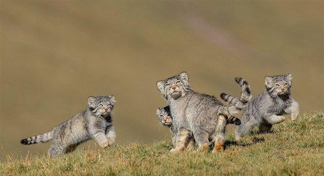 Quando a Mãe Fala para Correr, de Shanyuan Li, da China