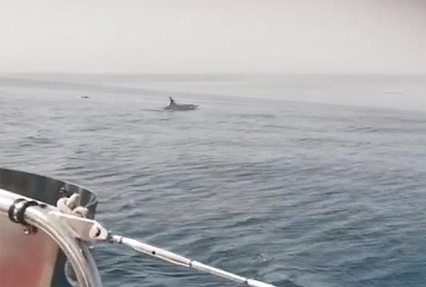 Quando conseguem parar o barco, as orcas parecem perder o interesse. E saem de perto. 