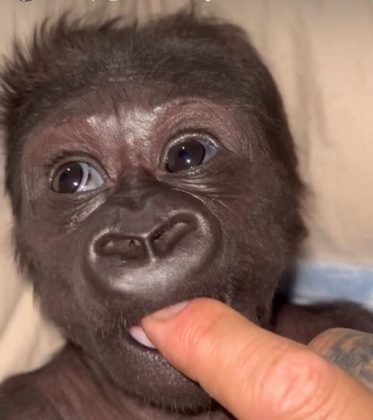 Quando nasceu, o bebê gorila Kaius compartilhava o quarto de Staples e era alimentado regularmente com leite pelo tratador do zoológico.