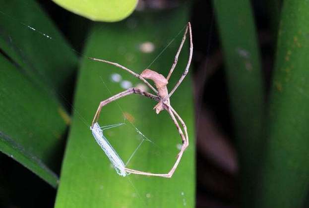 Quando uma presa se aproxima, a aranha balança rapidamente para frente, lançando uma teia especial em forma de laço para capturar sua presa. Esse método é altamente eficaz para pegar insetos voadores.