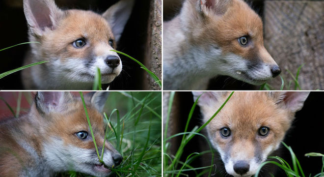 Big Tip, Little Tip, Ginger e Biscuit estão com quase dois meses de idade
