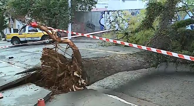 Na zona sul, árvore de grande porte interdita a via completamente