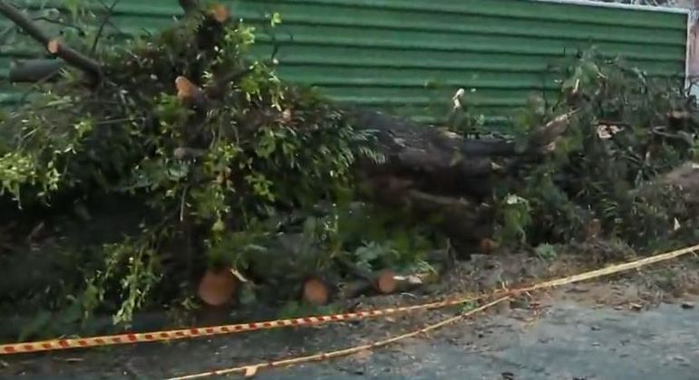 Temporal derruba mais de 20 árvores na região metropolitana de São Paulo