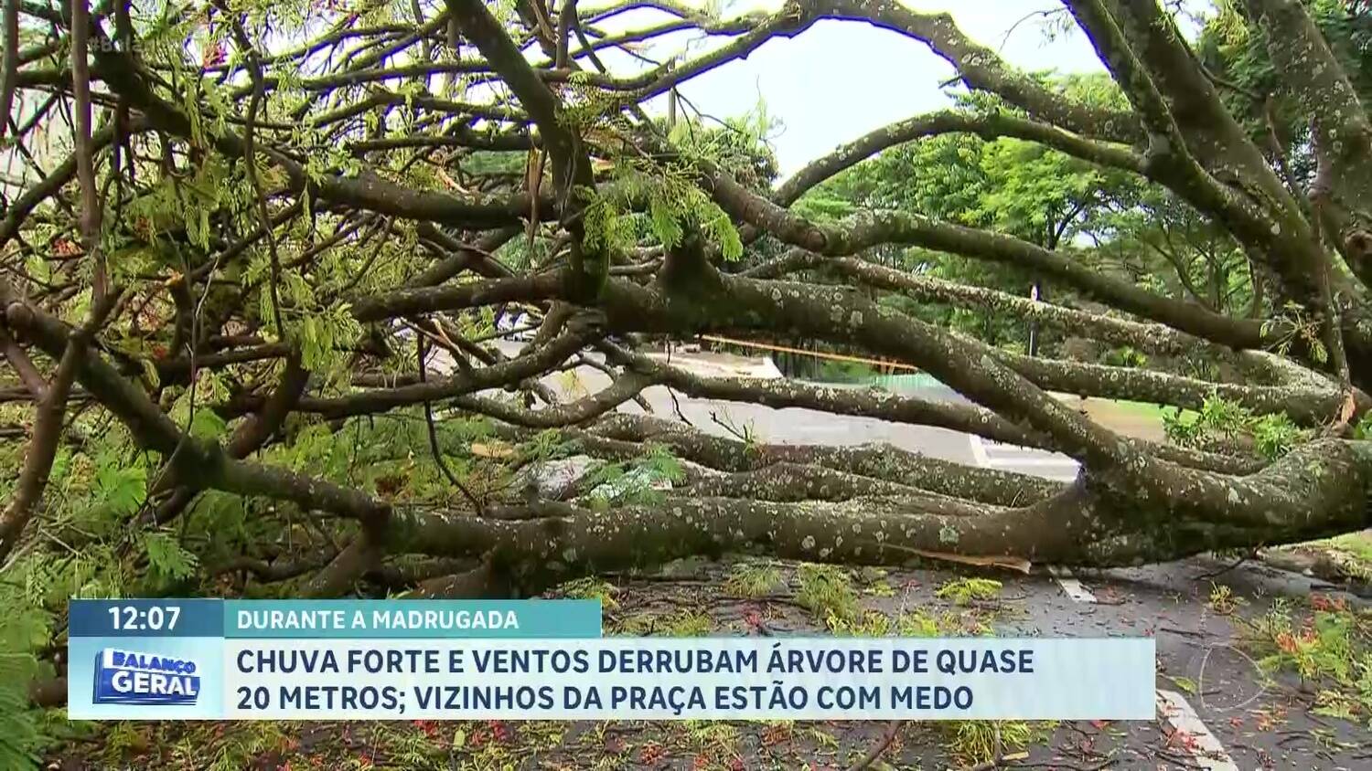 Temporal derruba árvore em Resende, Sul do Rio e Costa Verde