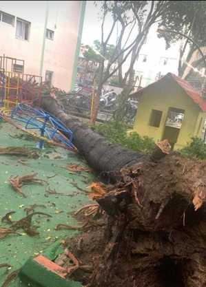 Temporal derruba árvores na zona sul de São Paulo