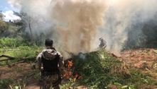 PF queima 85 mil pés de maconha em terras indígenas no Maranhão