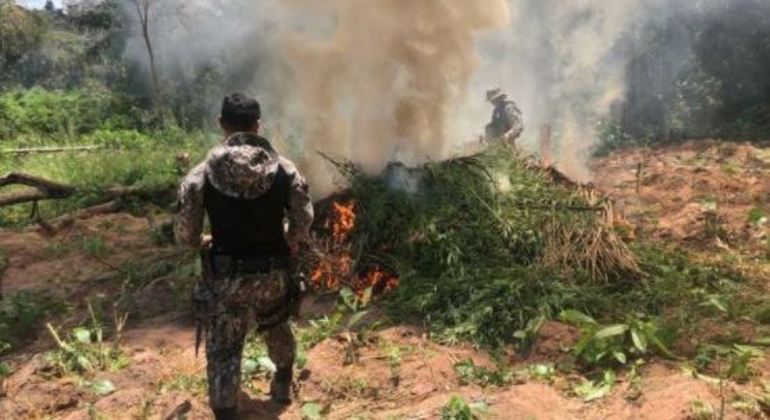 PF queima 85 mil pés de maconha em terras indígenas no Maranhão