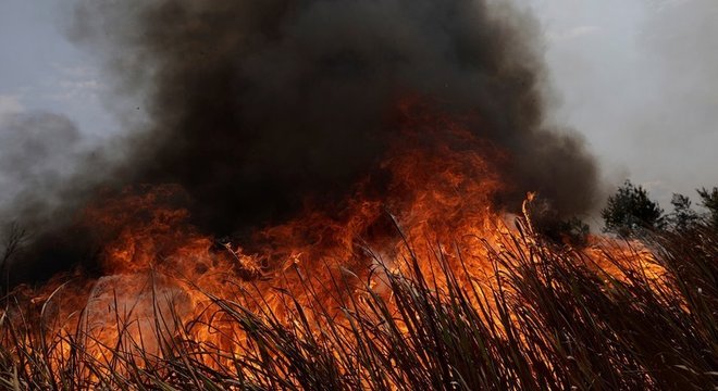 No Pará, houve um aumento substancial dos focos de floresta depois do dia 10