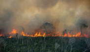 Metade de toda a área queimada no Brasil está concentrada na Amazônia (Christian Braga/Greenpeace)