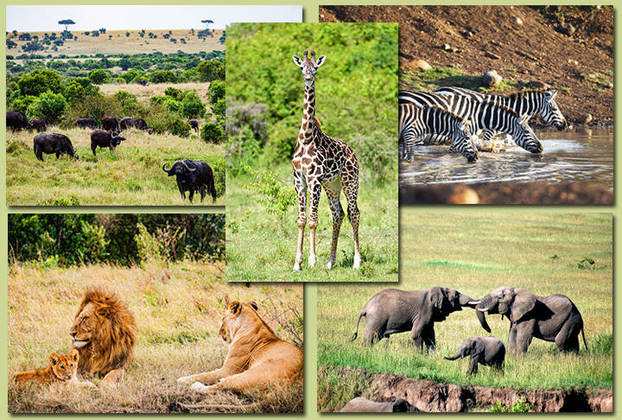 QUÊNIA - A Linha do Equador também atravessa o Quênia. O país tem farta vida selvagem e um dos destaques é a Reserva Natural Masai Mara, com fauna nativa.